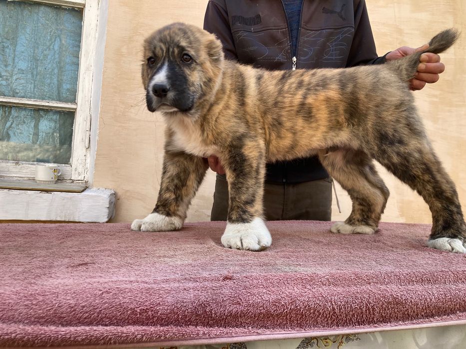 Щенок Алабая ( Супер Гигант )