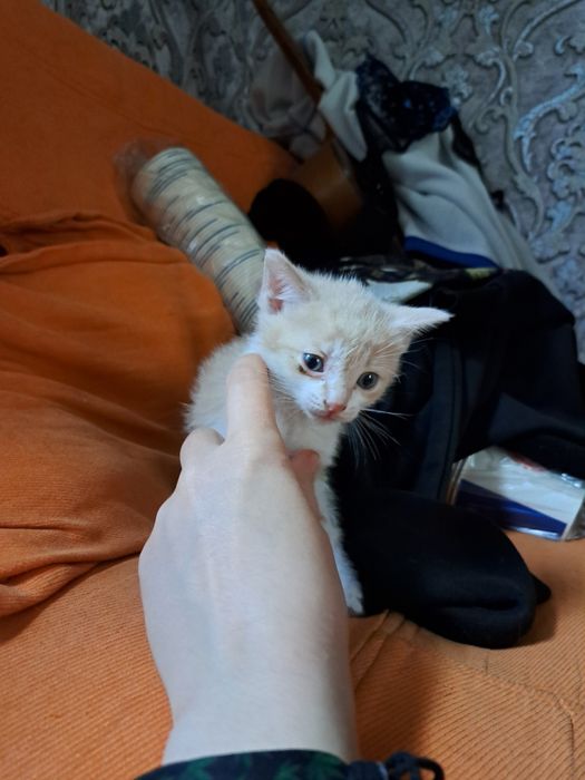 Срочно отдам котят!!! 2 мальчика 2 девочки