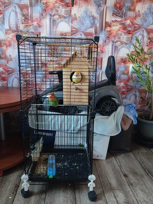 Продам папугаев вместе с клетко