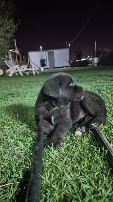 Лабрадорчик кобель