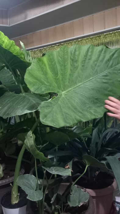 Цветы от 3000 тг до 50000тг