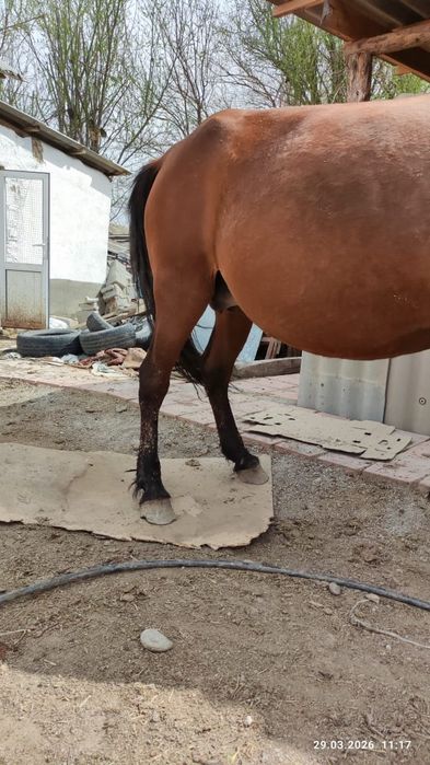 2 бас құлынды бие сатылады