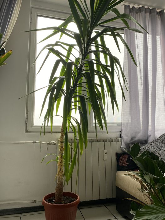 Юка (yucca elephantipes)