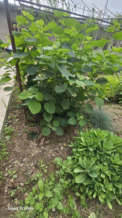 Gartenziya guli oq ochiladi