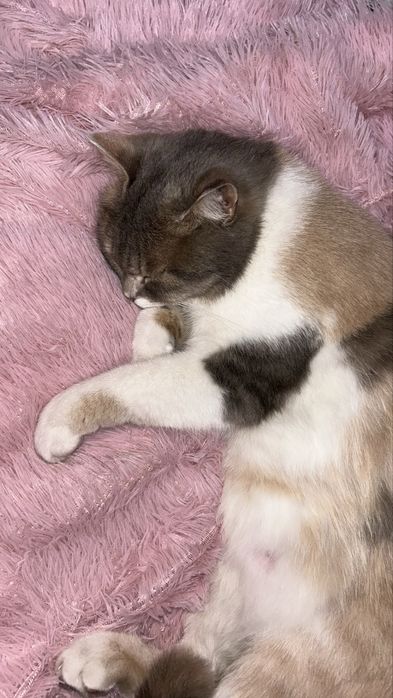 потерялась кошка