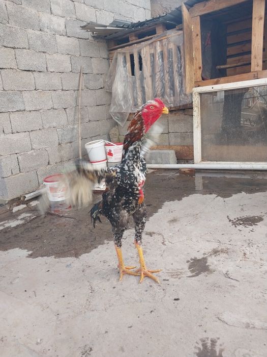 Срочно продам петух