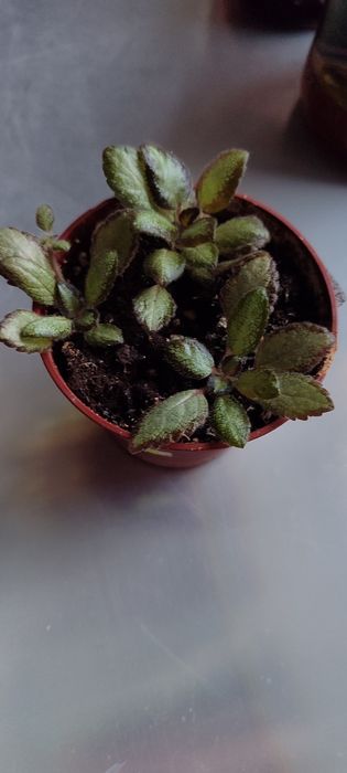 Эписции разные красивые