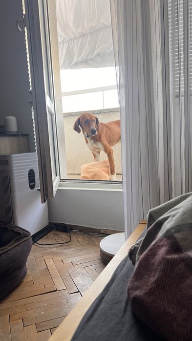 Ръсти търси любящ дом