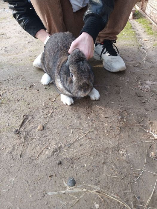 Продам кроликов 3 штуки