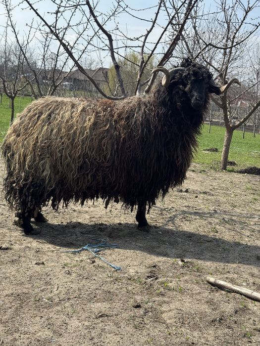 Noatin de anul trecut peste 80 kg