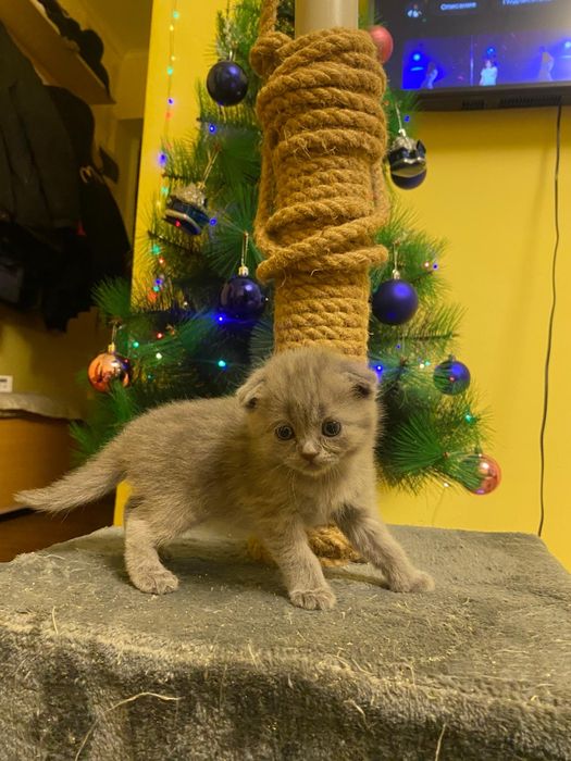 Котята Шотландские