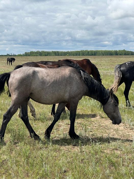 Продам кобылу с жеребенком