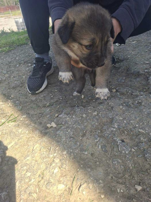 Подарявам 3 кученца