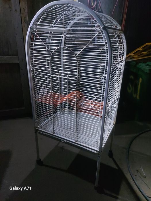 colivii papagali