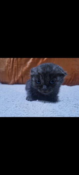 Вислоухие котята