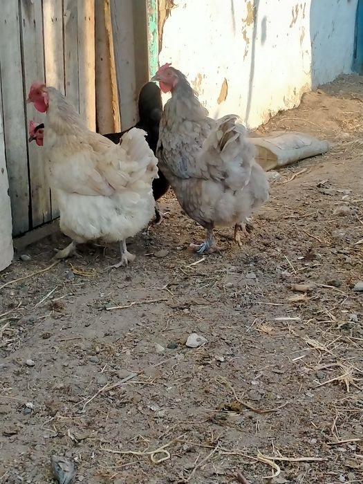 Продам домашних курей и петухов