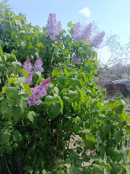 Сирень свежая по 350