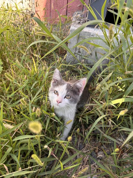 Отдам котёнка в хорошие руки