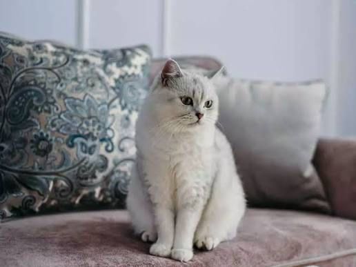Передержка  кошек