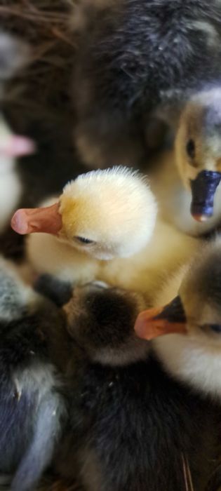 Boboci si oua de incubat