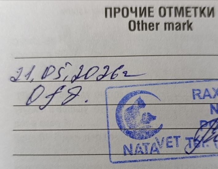 Кошка в добрые руки