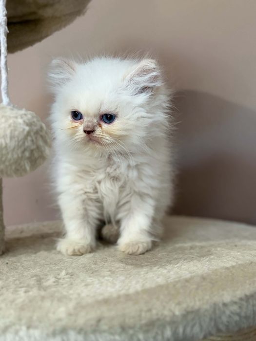 Персийско коте момченце