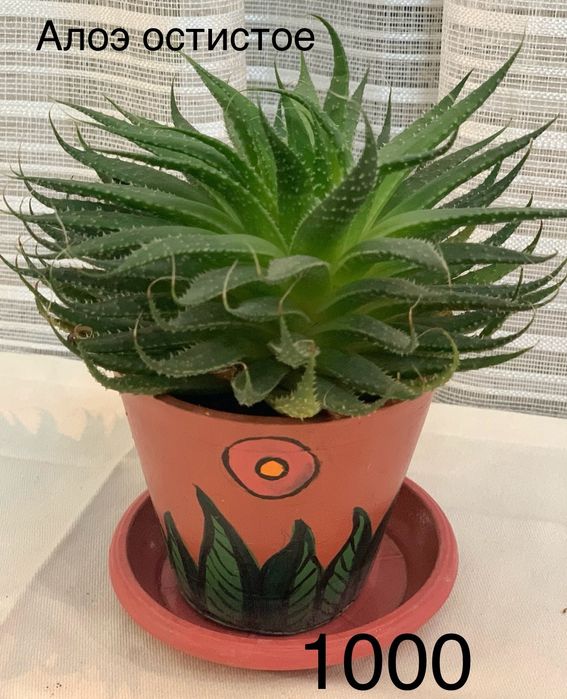 Комнатные  цветы