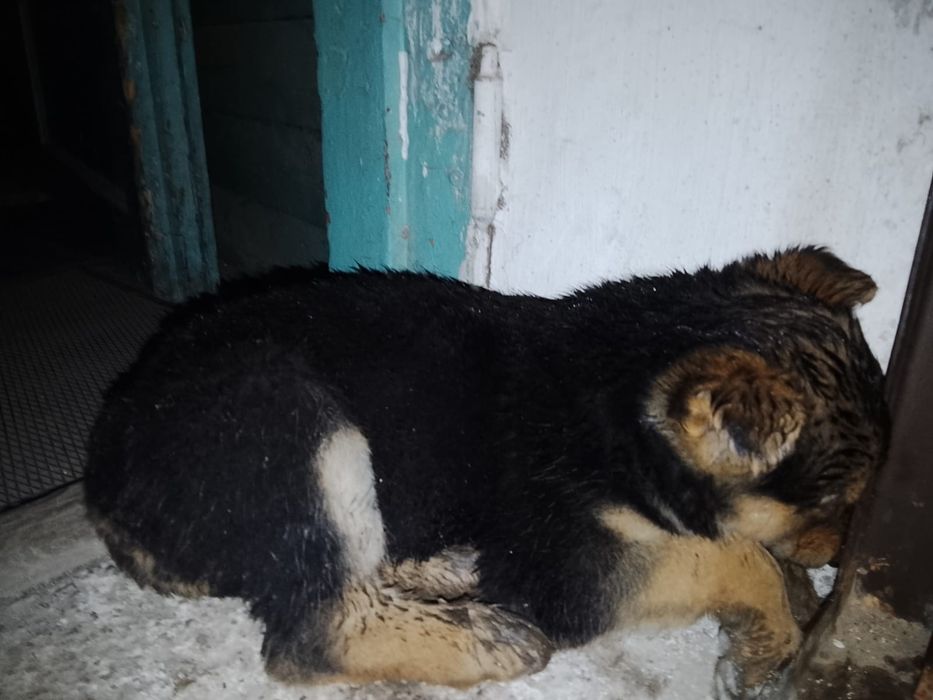 Срочно щенка в хорошие руки