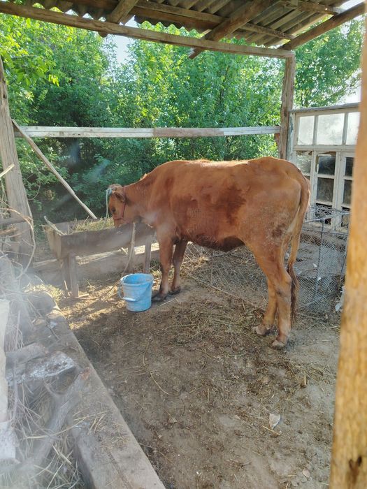 G'unojin sotiladi yeb ichishi sog'lig'i zur uyni moli manzil Kogon