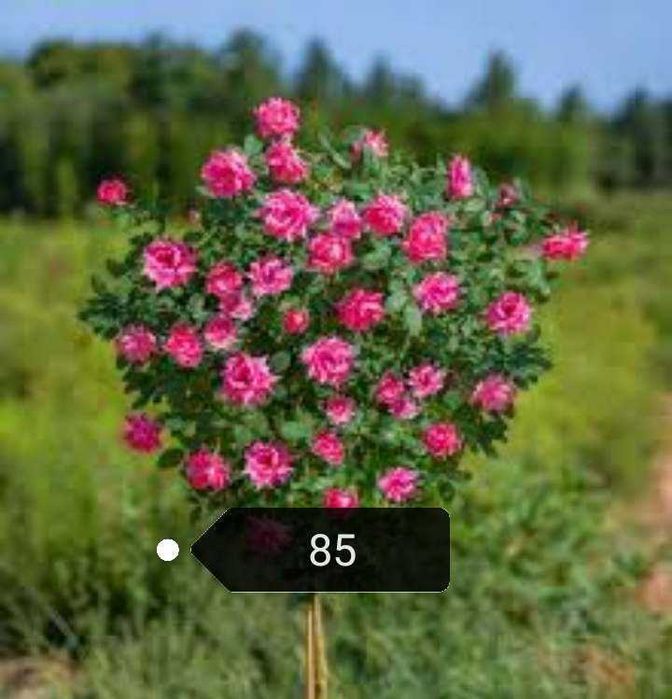 Красиви  рози щамови и бордюрни