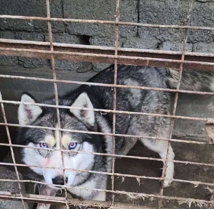 Хаски 1годик девочка