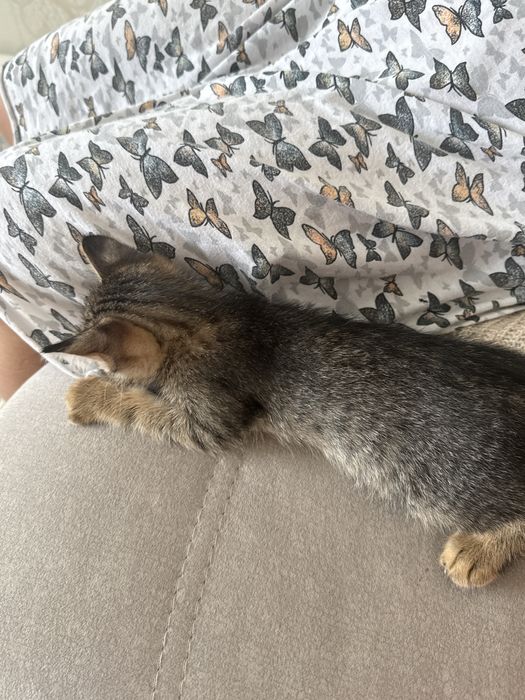 отдаем кошку бесплатно