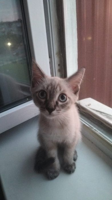 Котенок ищет дом ,2месяца 10дней