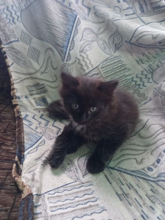 Отдам милых котят