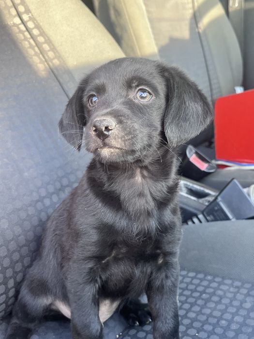 Adopție, cățeluși