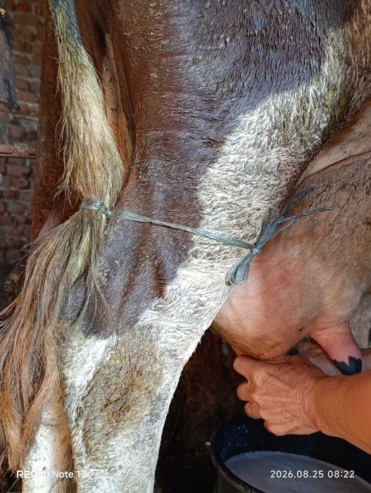 Animale domestice