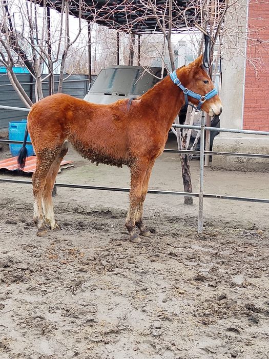 Продам жеребчика