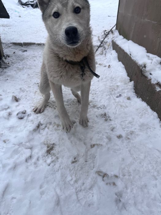 Собака в хорошие руки