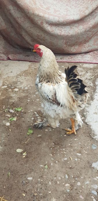 Красавцы петухи Брама — молодые и крепкие!