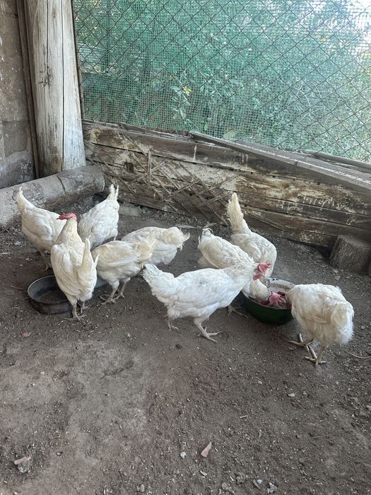 Продаются куры 9 штук