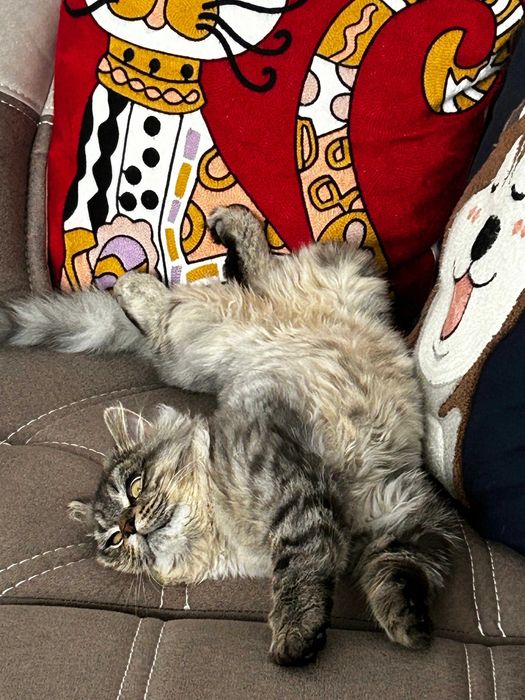 Продаю котенка
Порода: мама — британка, папа — сибиряк