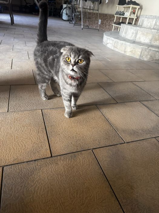 Продаются котята