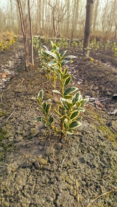 Shamshod bravo eyonomus