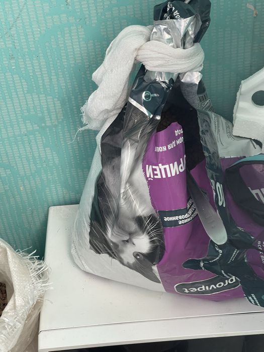 Британка 7 месяцев кошка