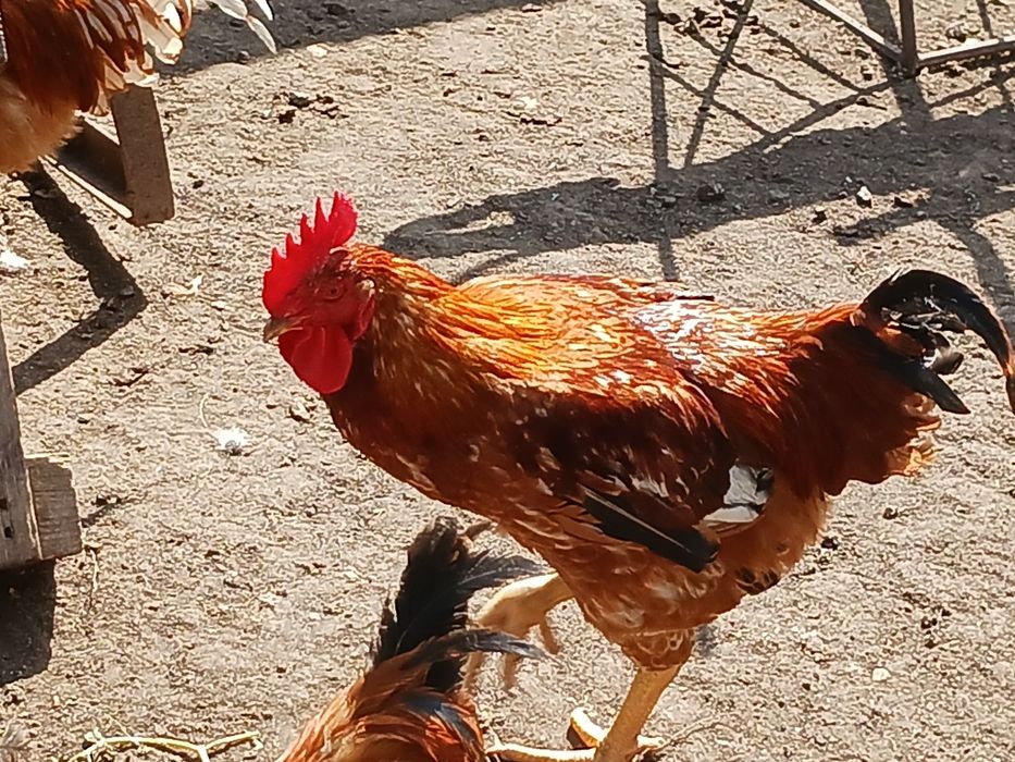 Cocosi  de  curte