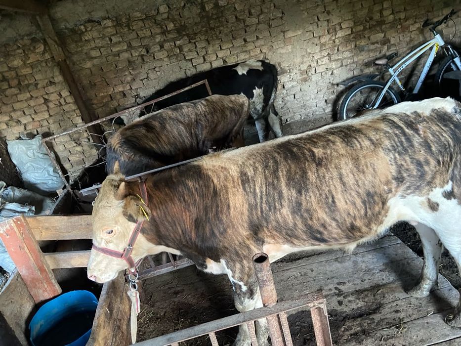 Продам Бычков три головы