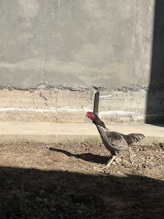 Dakan xoroz hammasi 600 min