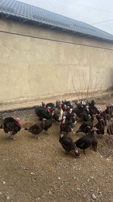 Ундюк кораздары сатылады!