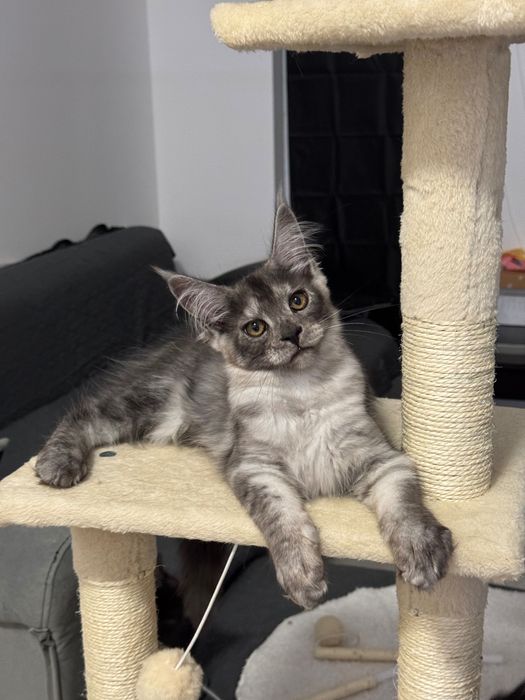 Котенца Мейн Кун