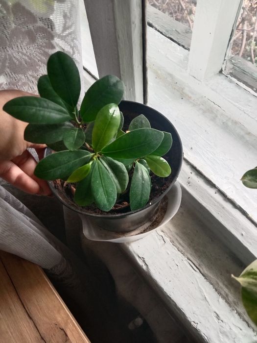 Продам цветочки...